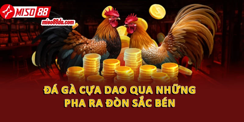 Khám Phá Đá Gà Thomo Hot Hit Thu Hút Nhiều Người Xem 2 Đá gà cựa dao qua những pha ra đòn sắc bén