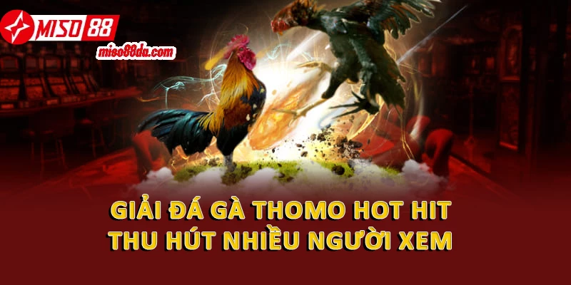Khám Phá Đá Gà Thomo Hot Hit Thu Hút Nhiều Người Xem 1 Giải đá gà Thomo hot hit thu hút nhiều người xem